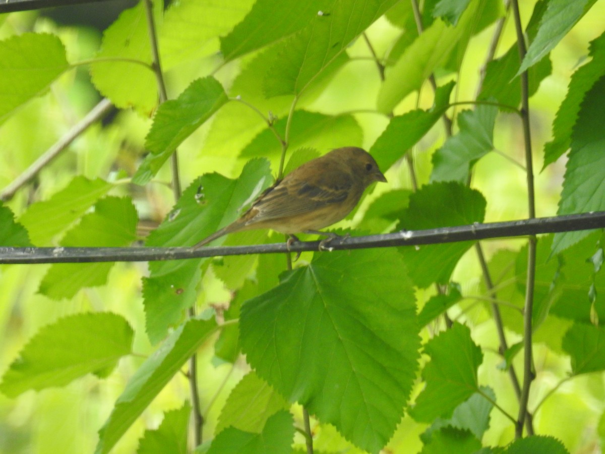 Indigo Bunting - ML609297937