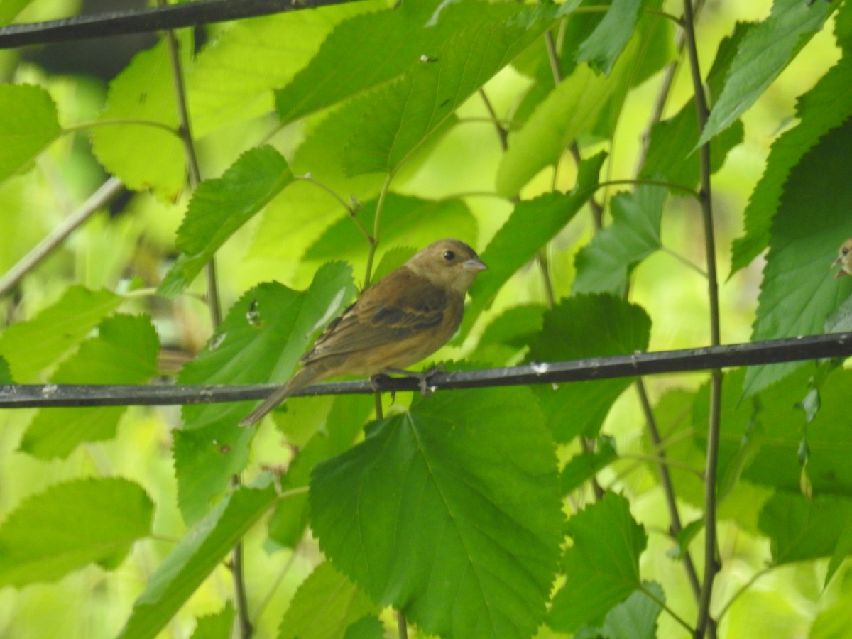 Indigo Bunting - ML609297939