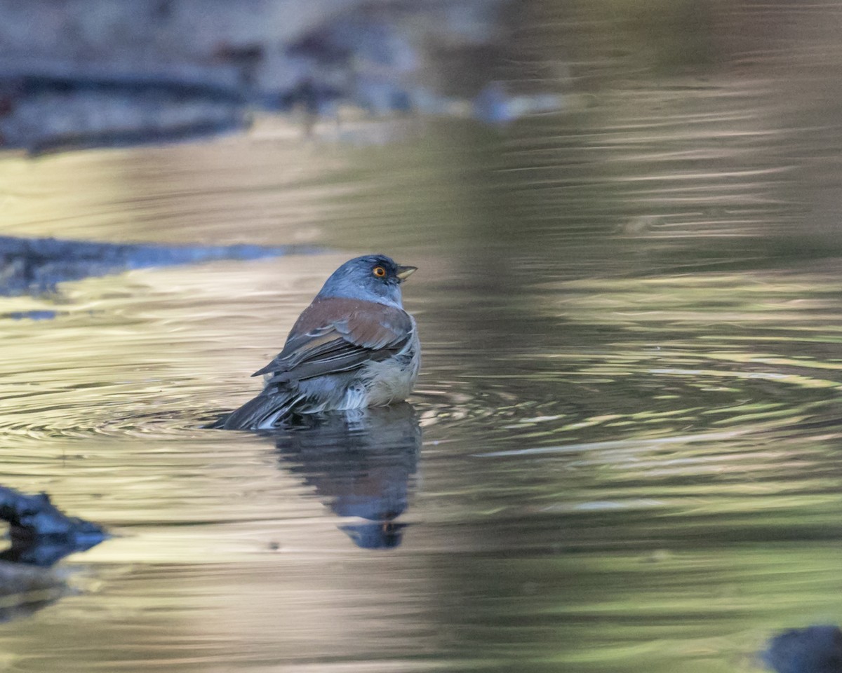 Yellow-eyed Junco - ML609297957