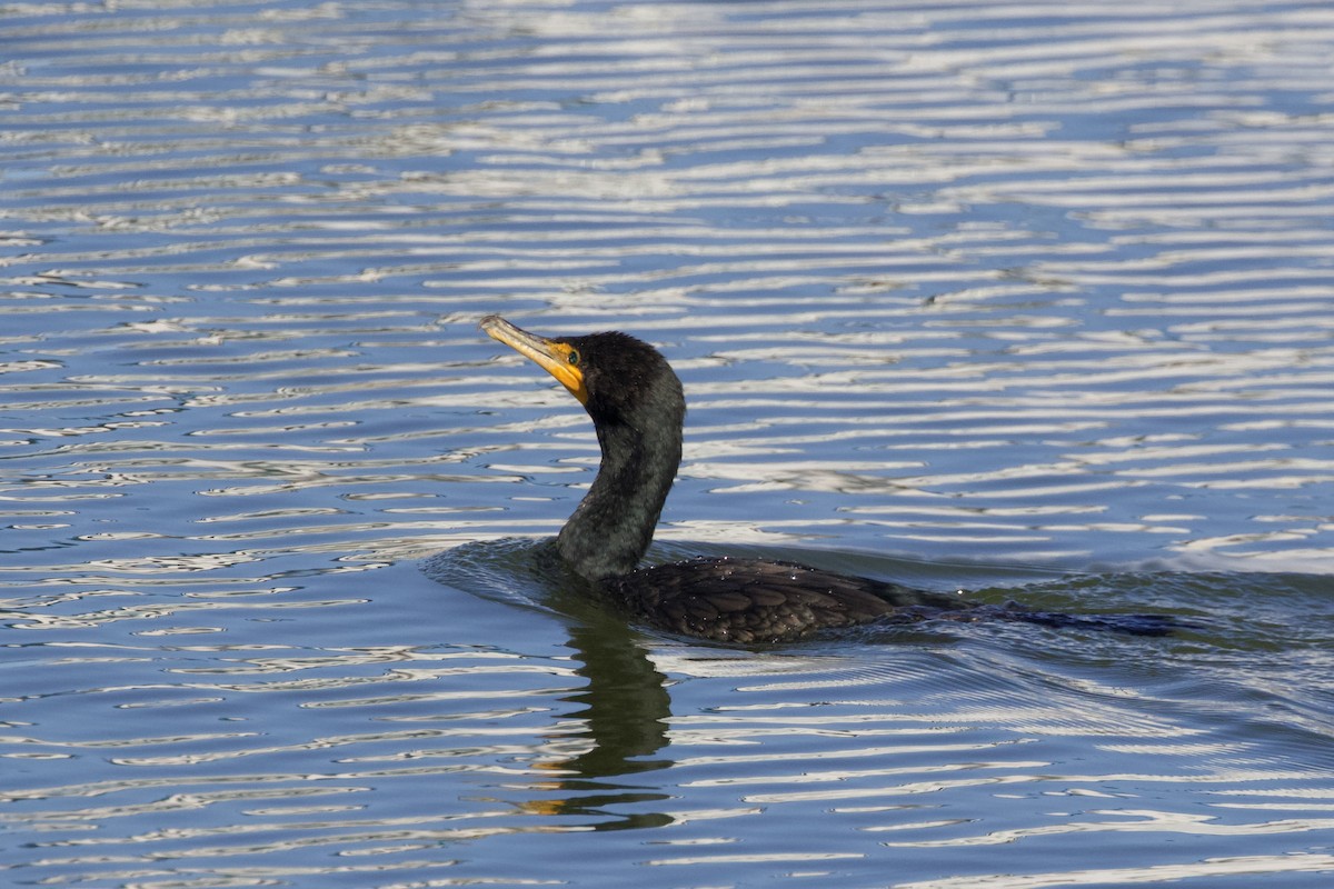 Double-crested Cormorant - Torin Waters 🦉