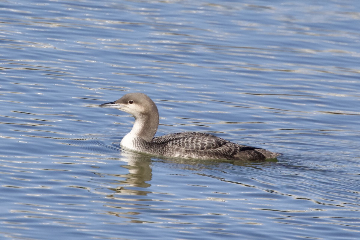 Pacific Loon - Torin Waters 🦉