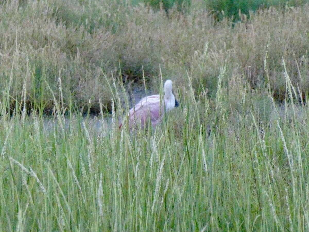 Roseate Spoonbill - Randy Gonzalez