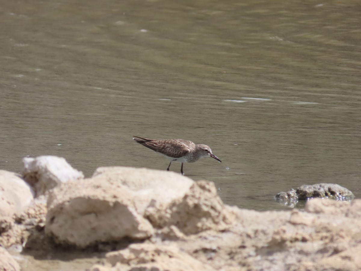 White-rumped Sandpiper - ML609298067