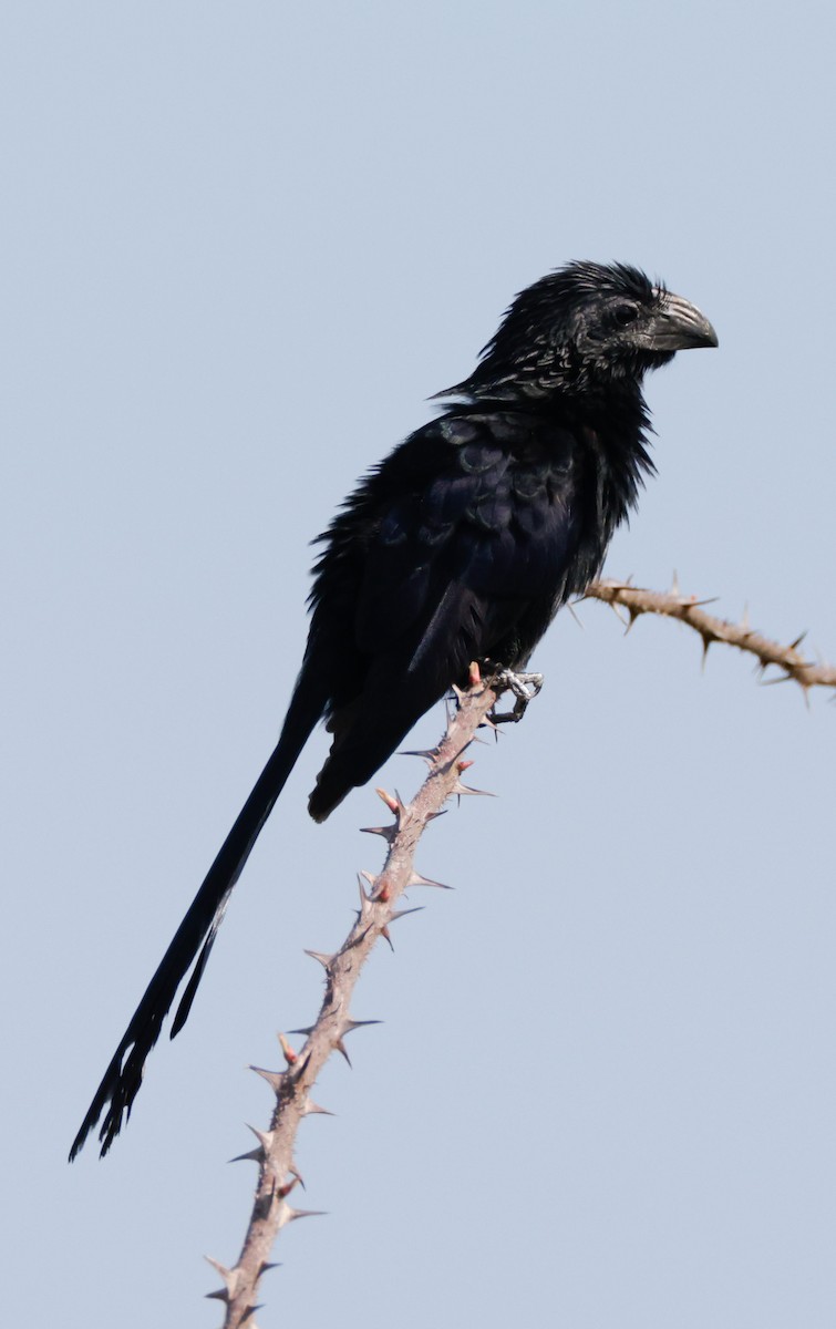 Groove-billed Ani - ML609298077