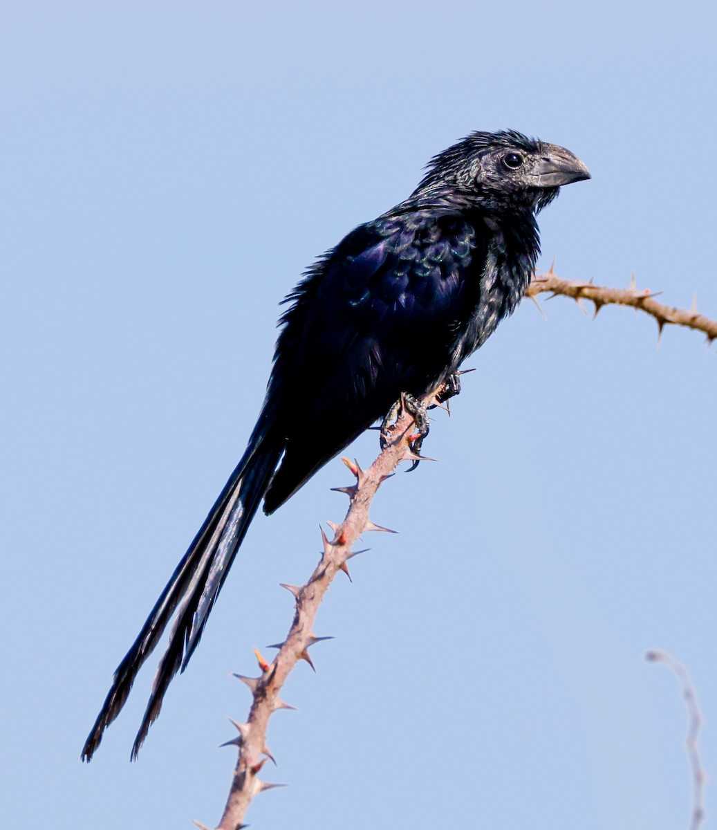 Groove-billed Ani - ML609298078