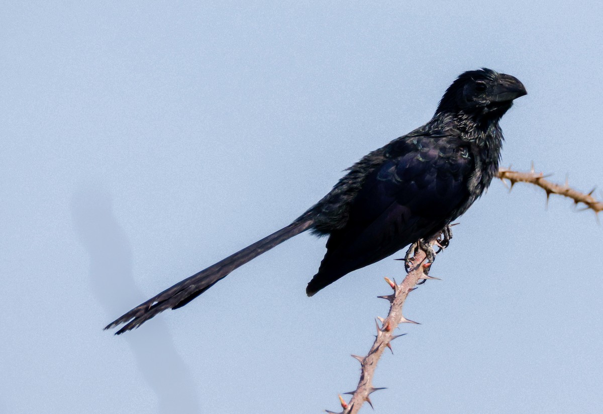 Groove-billed Ani - ML609298079