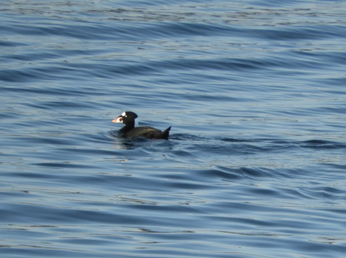 Surf Scoter - ML609298137