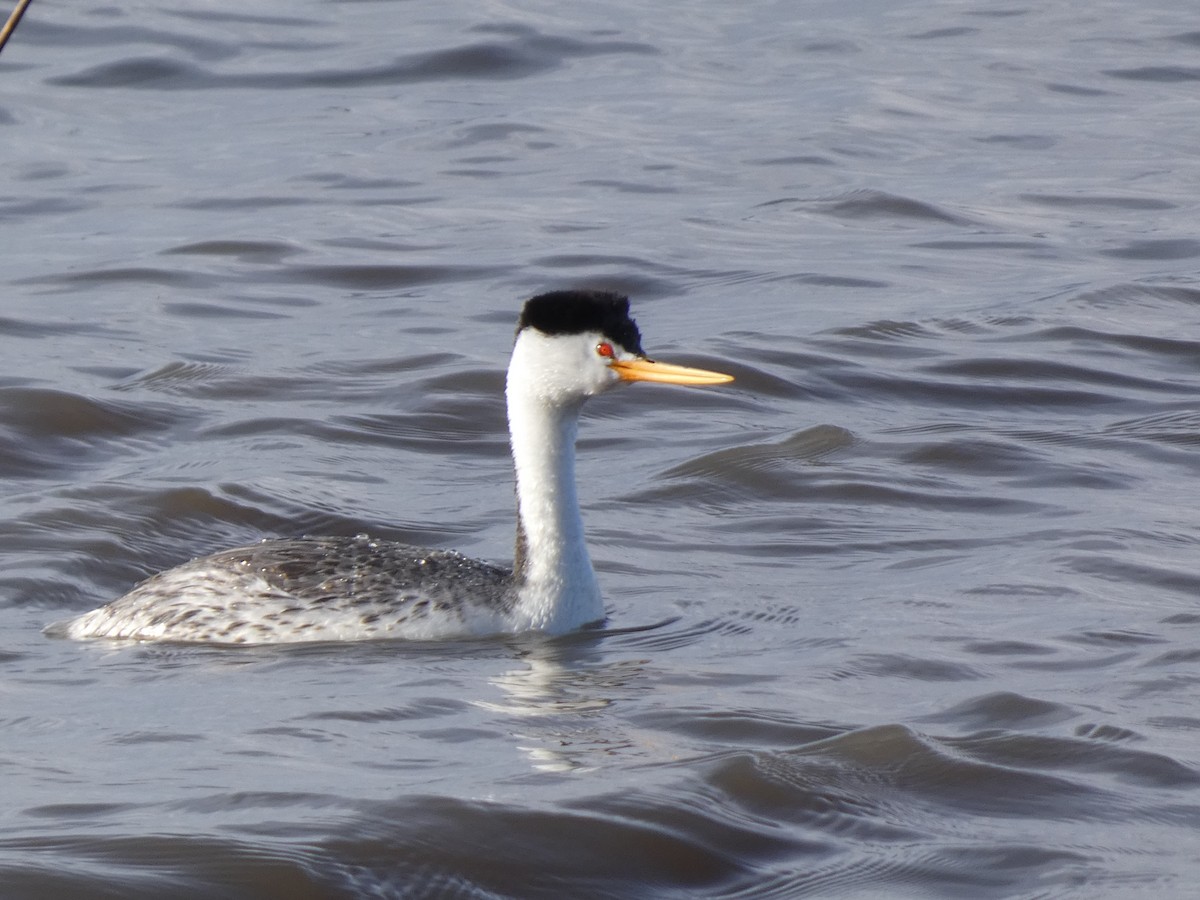 Clark's Grebe - ML609298173