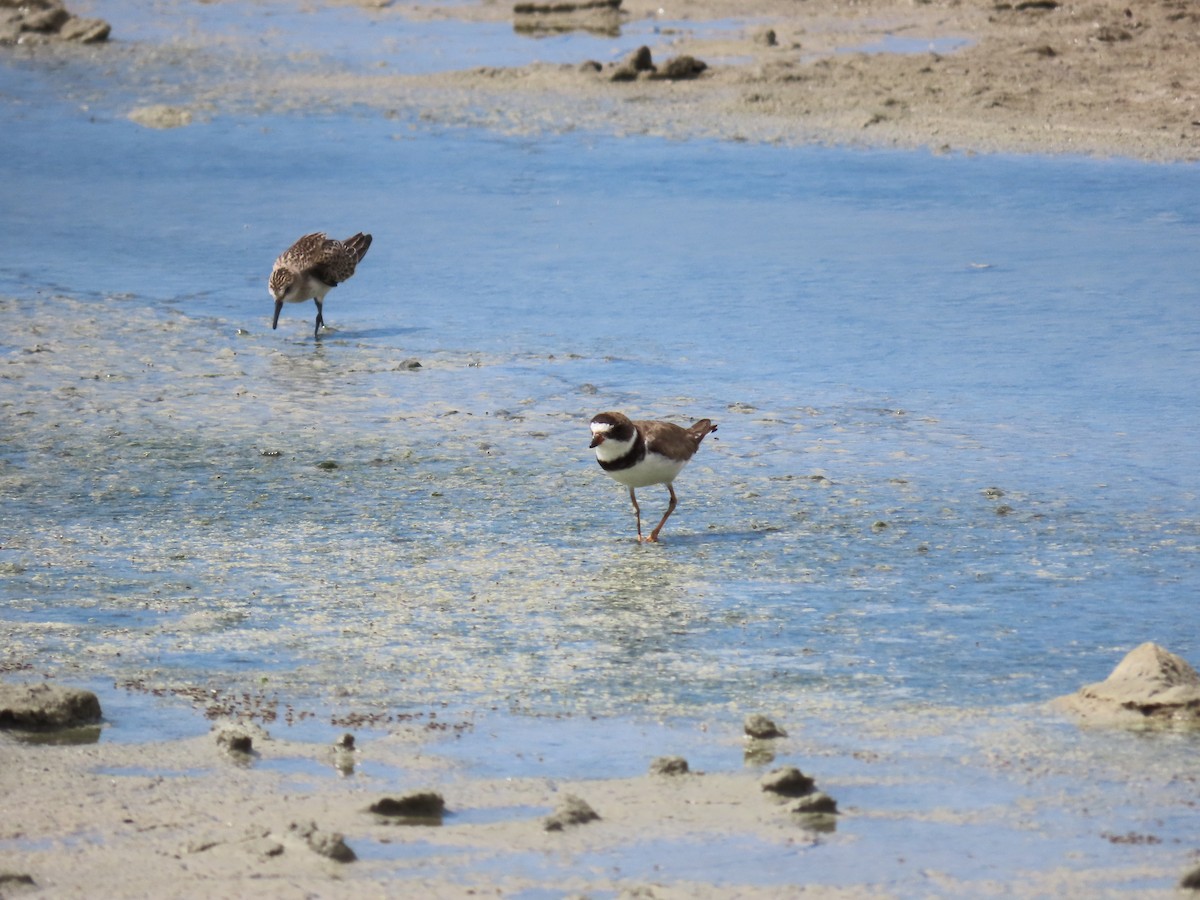 Semipalmated Plover - ML609298207