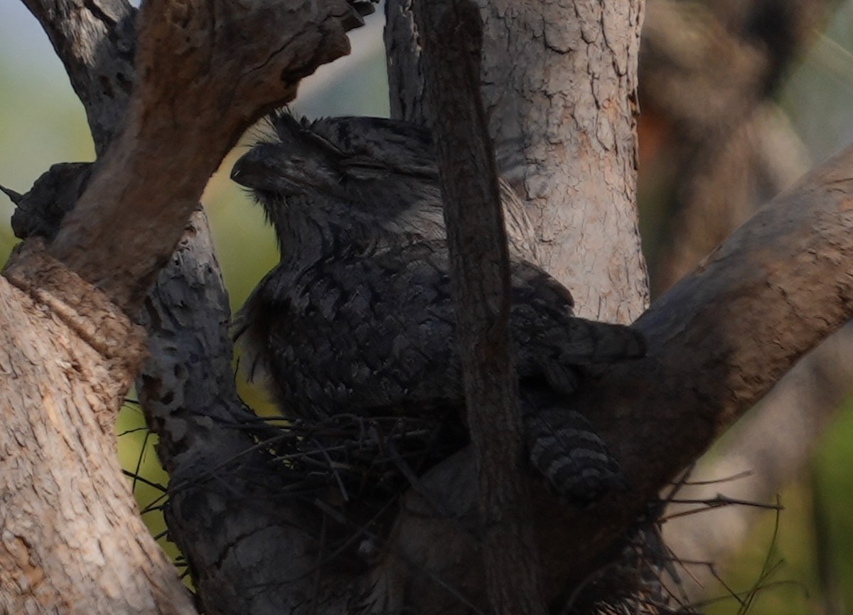 Tawny Frogmouth - ML609298242