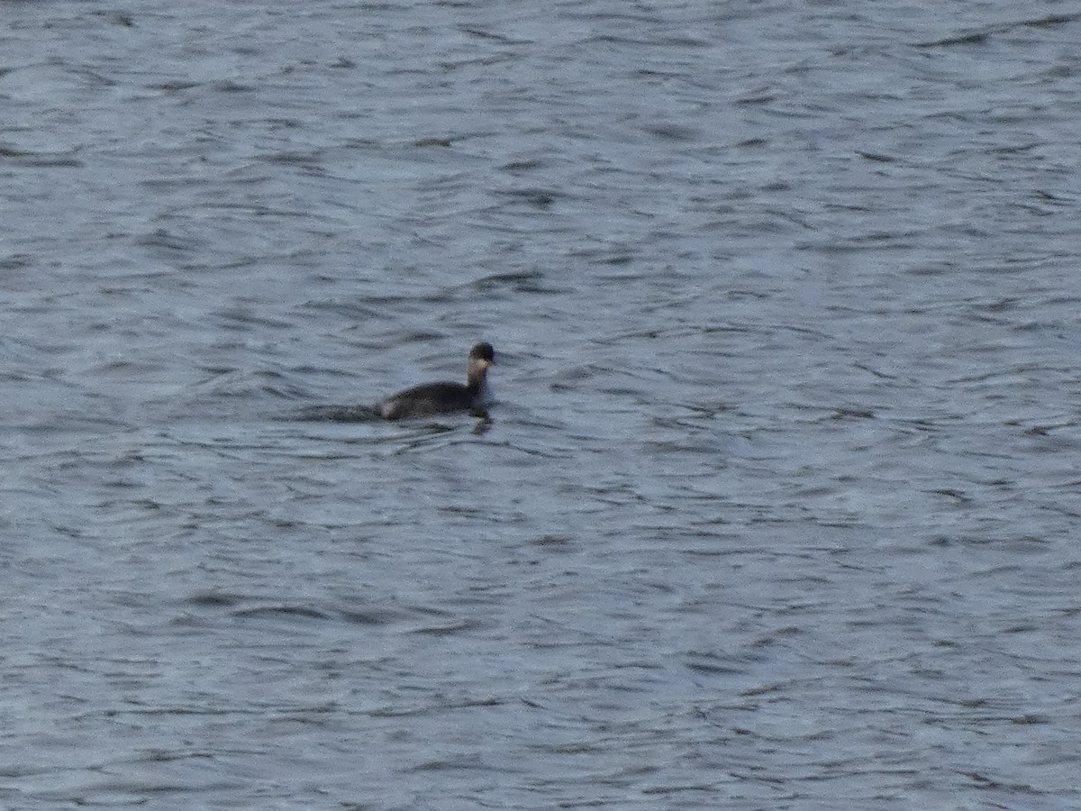 Eared Grebe - ML609298277