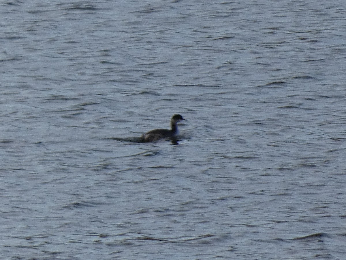 Eared Grebe - ML609298278