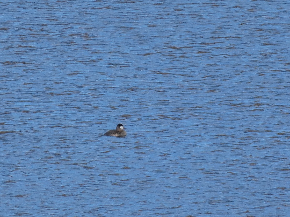 Ruddy Duck - ML609298283