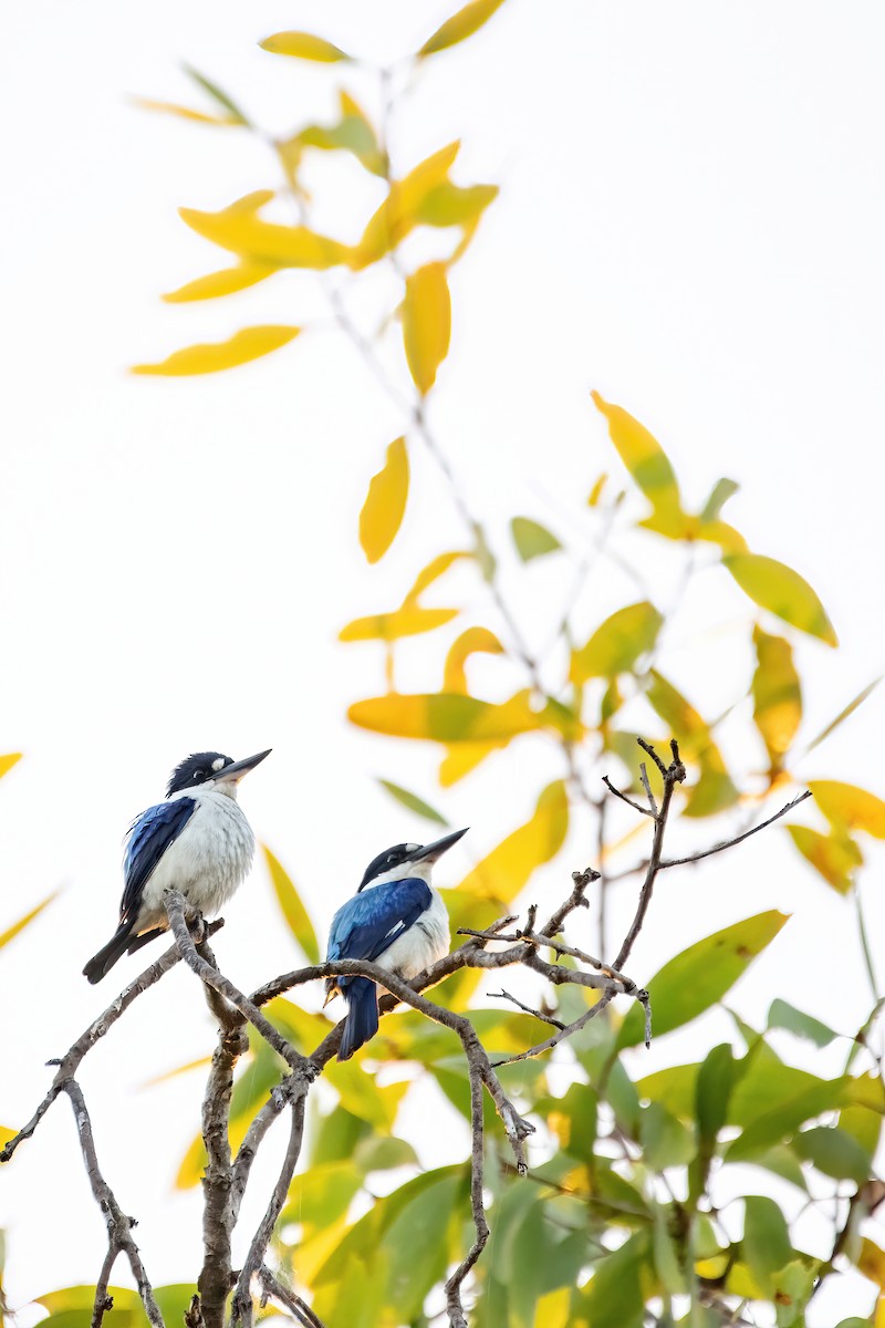 Forest Kingfisher - Jonathan Tickner