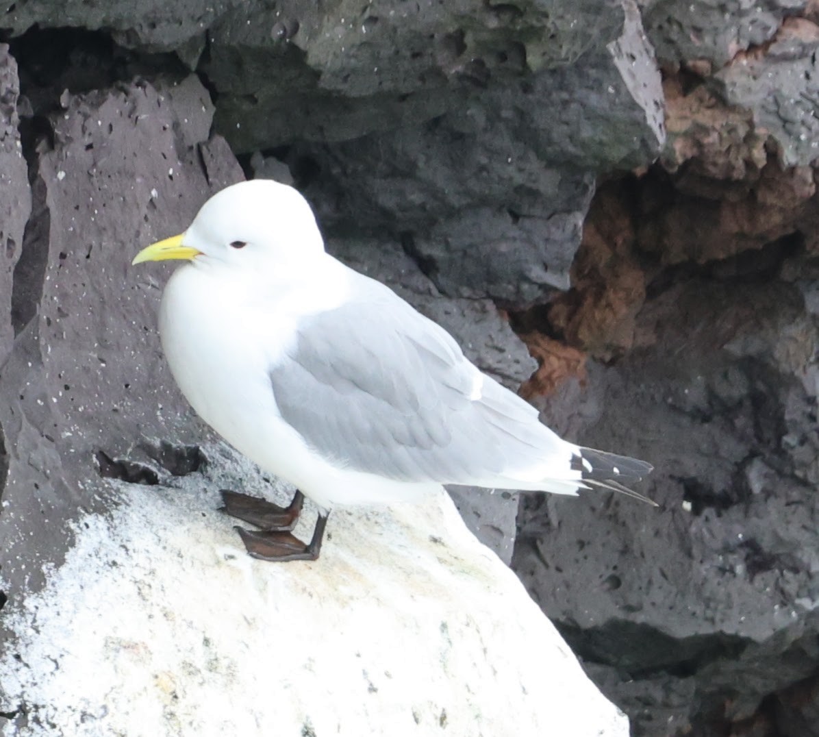 Mouette tridactyle - ML609298493