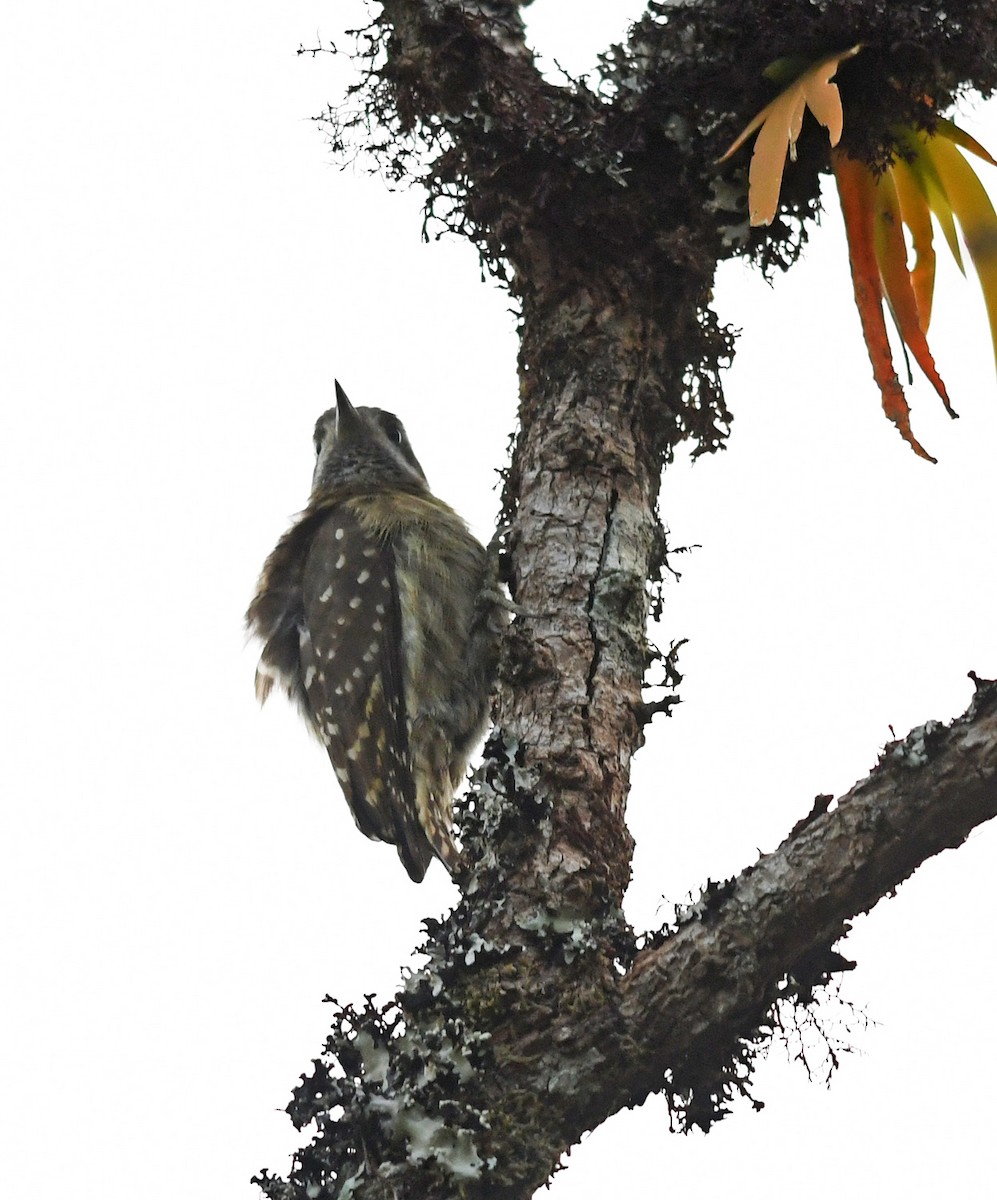 Sulawesi Pygmy Woodpecker - ML609298668