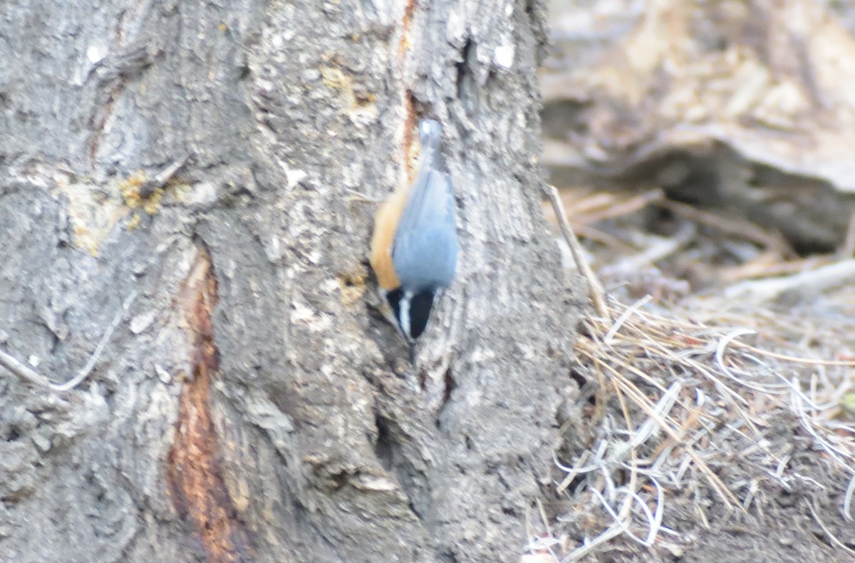 Red-breasted Nuthatch - ML609298692