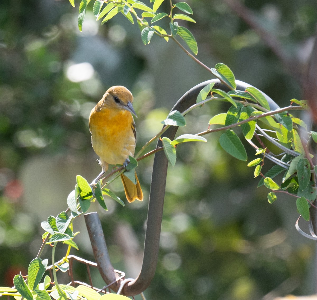 Oriole de Bullock - ML609298701