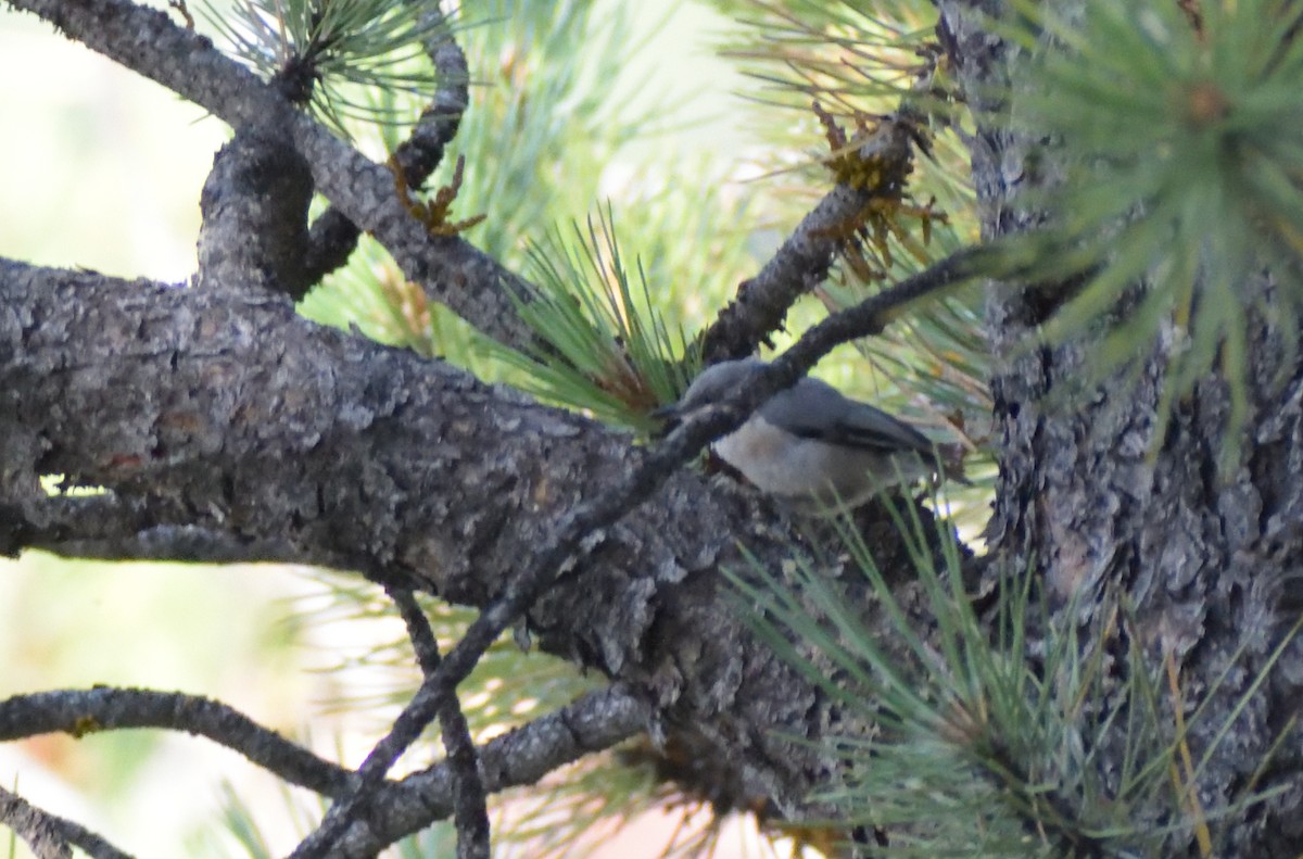 Pygmy Nuthatch - ML609298721