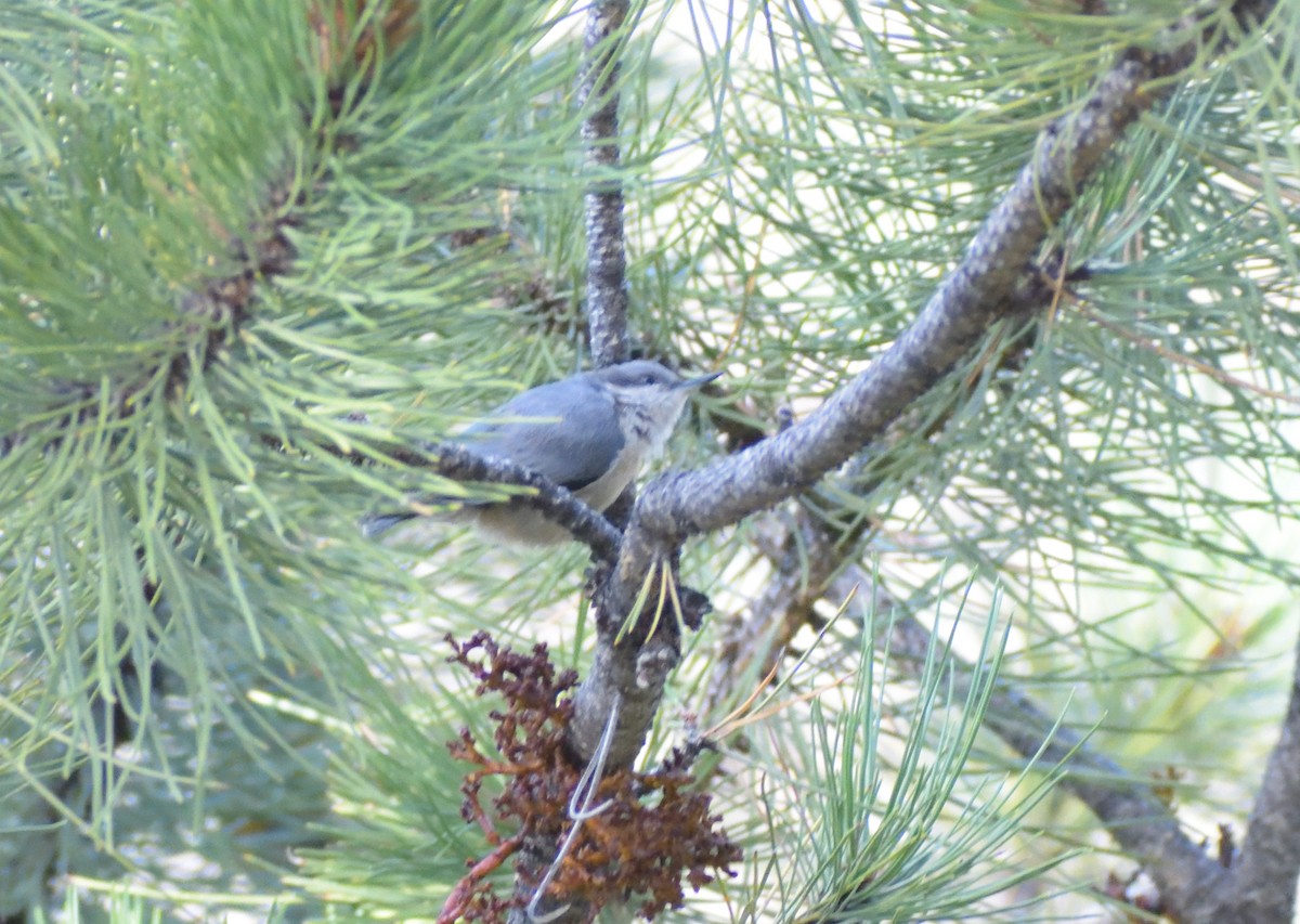 Pygmy Nuthatch - ML609298726