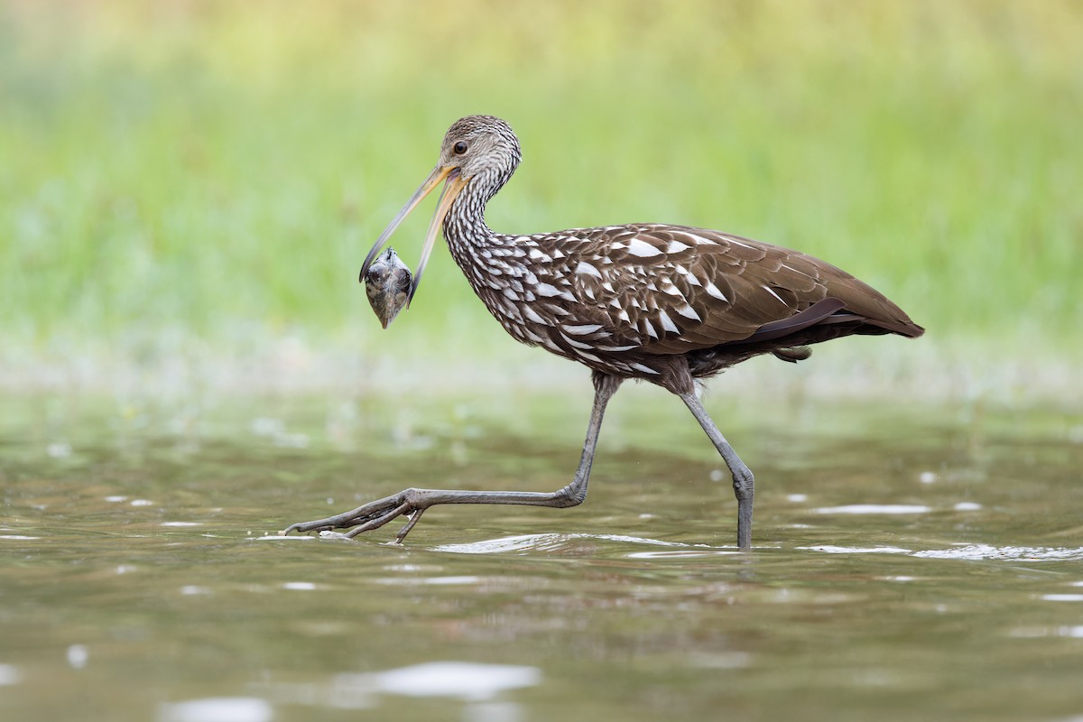 Limpkin - ML609298771