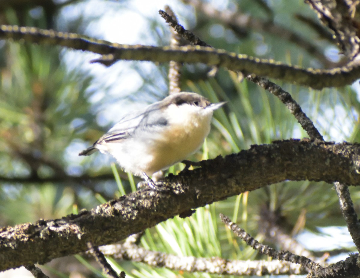 Pygmy Nuthatch - ML609298774