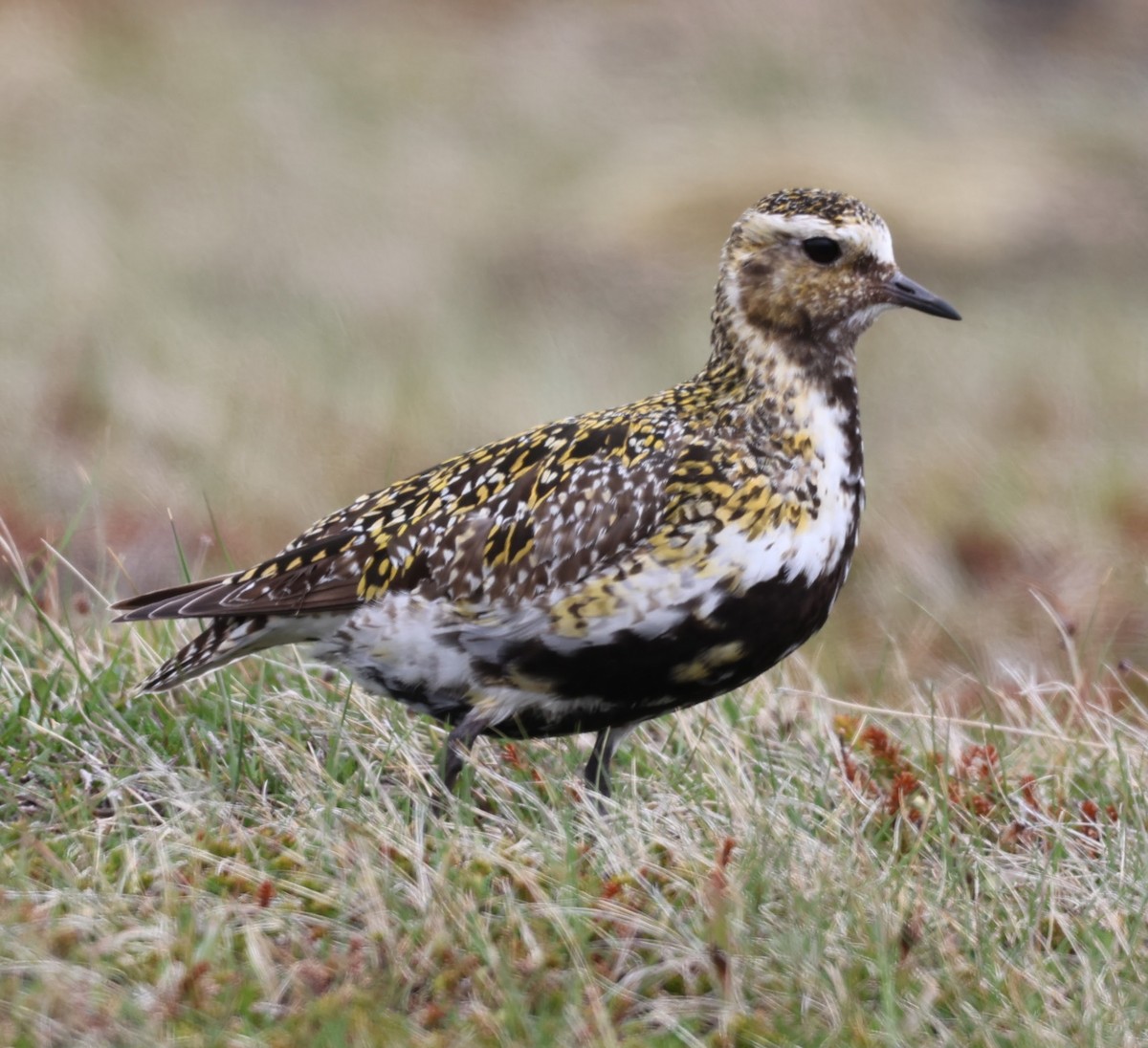 European Golden-Plover - ML609298778