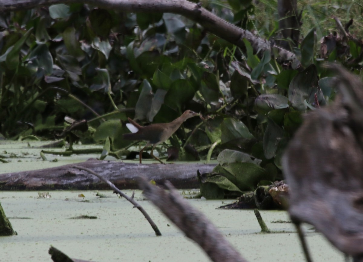 Purple Gallinule - ML609298780