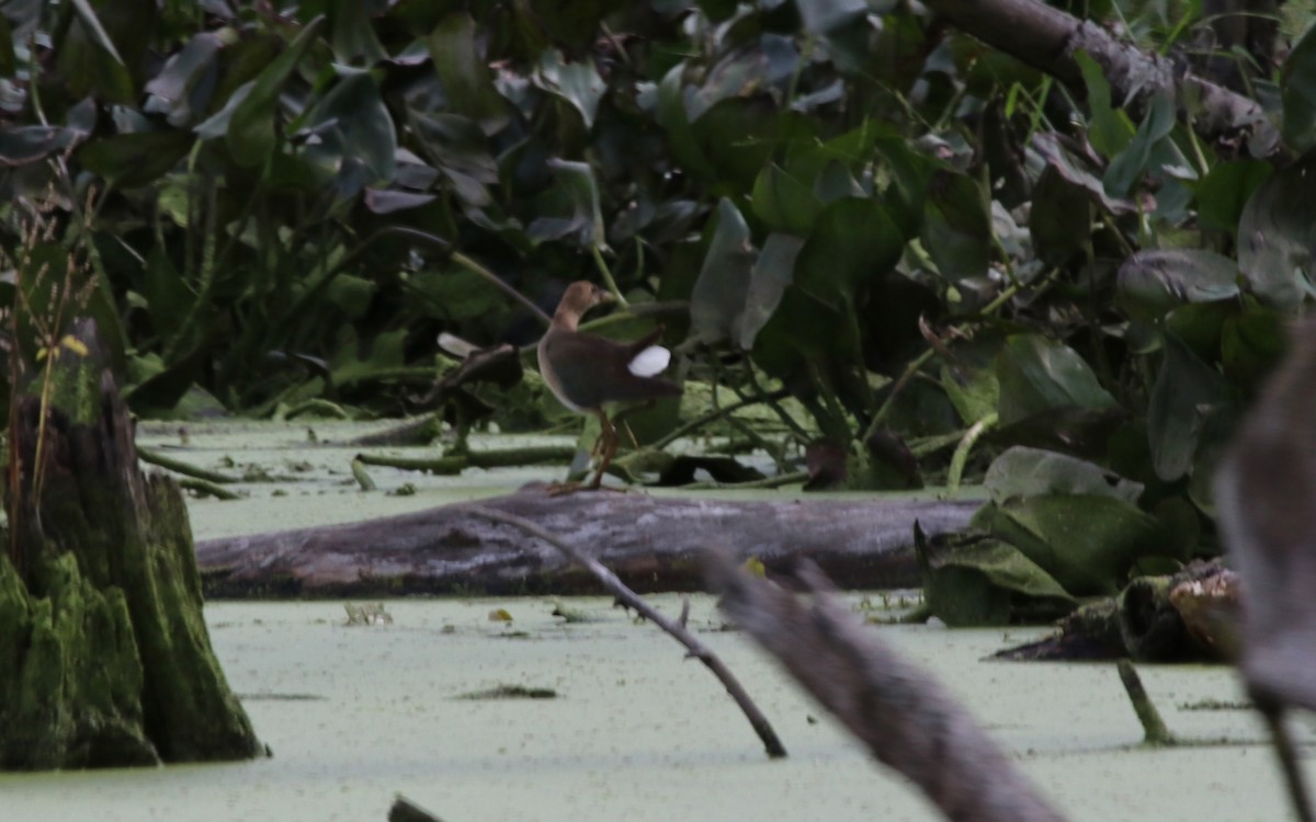 Purple Gallinule - ML609298784