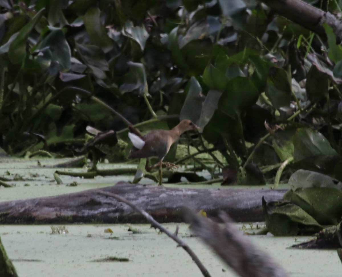 Purple Gallinule - ML609298869