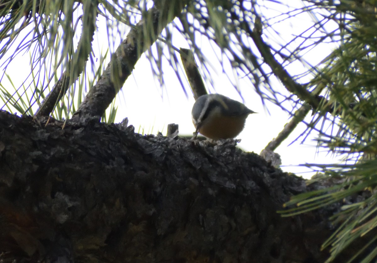 Red-breasted Nuthatch - ML609298925