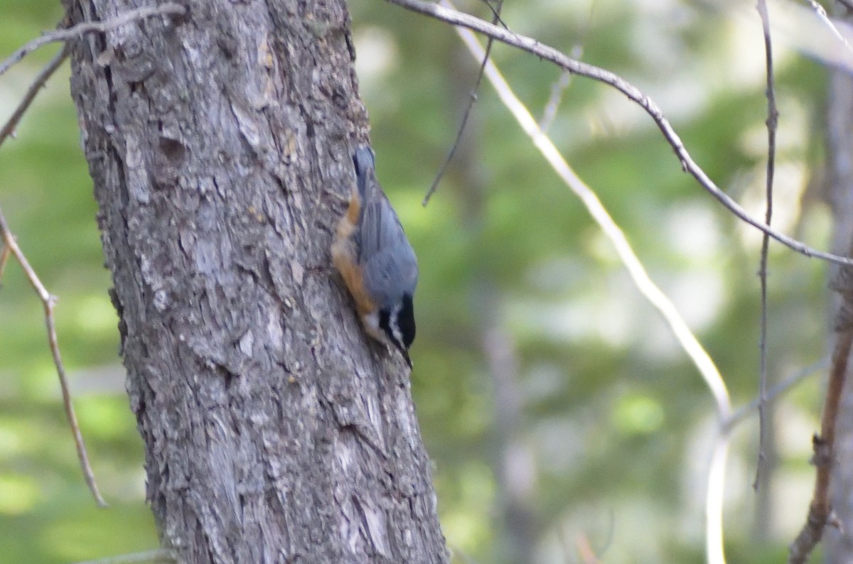 Red-breasted Nuthatch - ML609298969