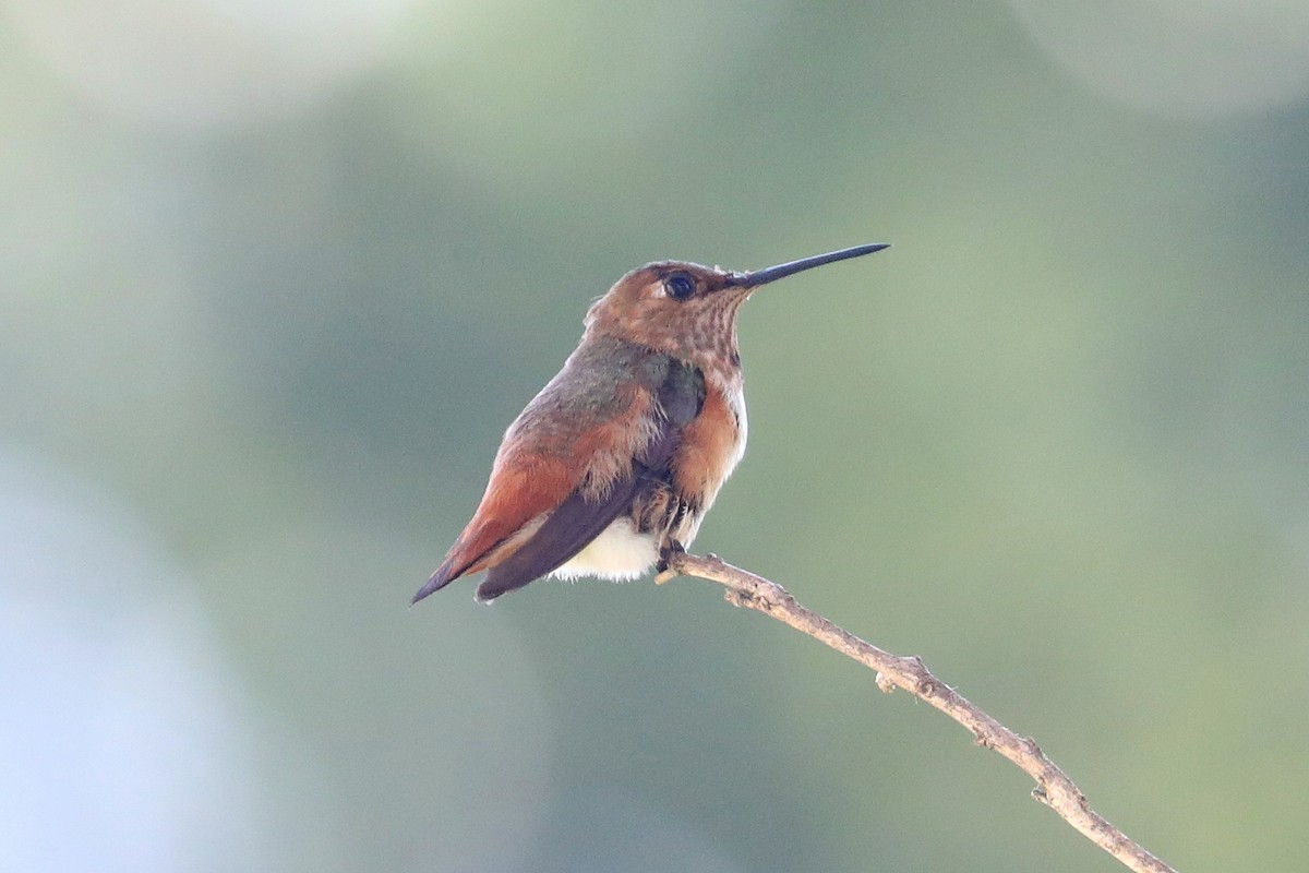 Allen's Hummingbird - ML609298970