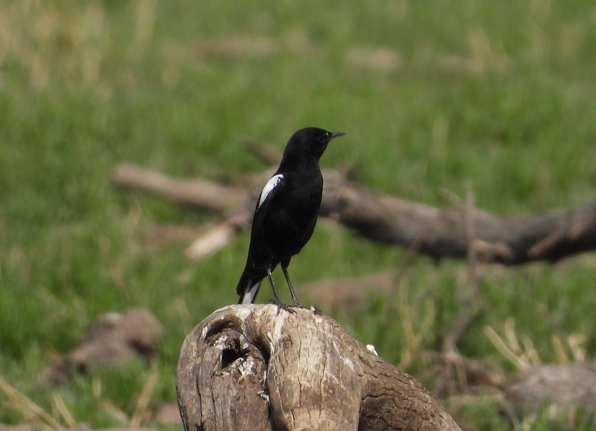 Mountain Wheatear - ML609298975