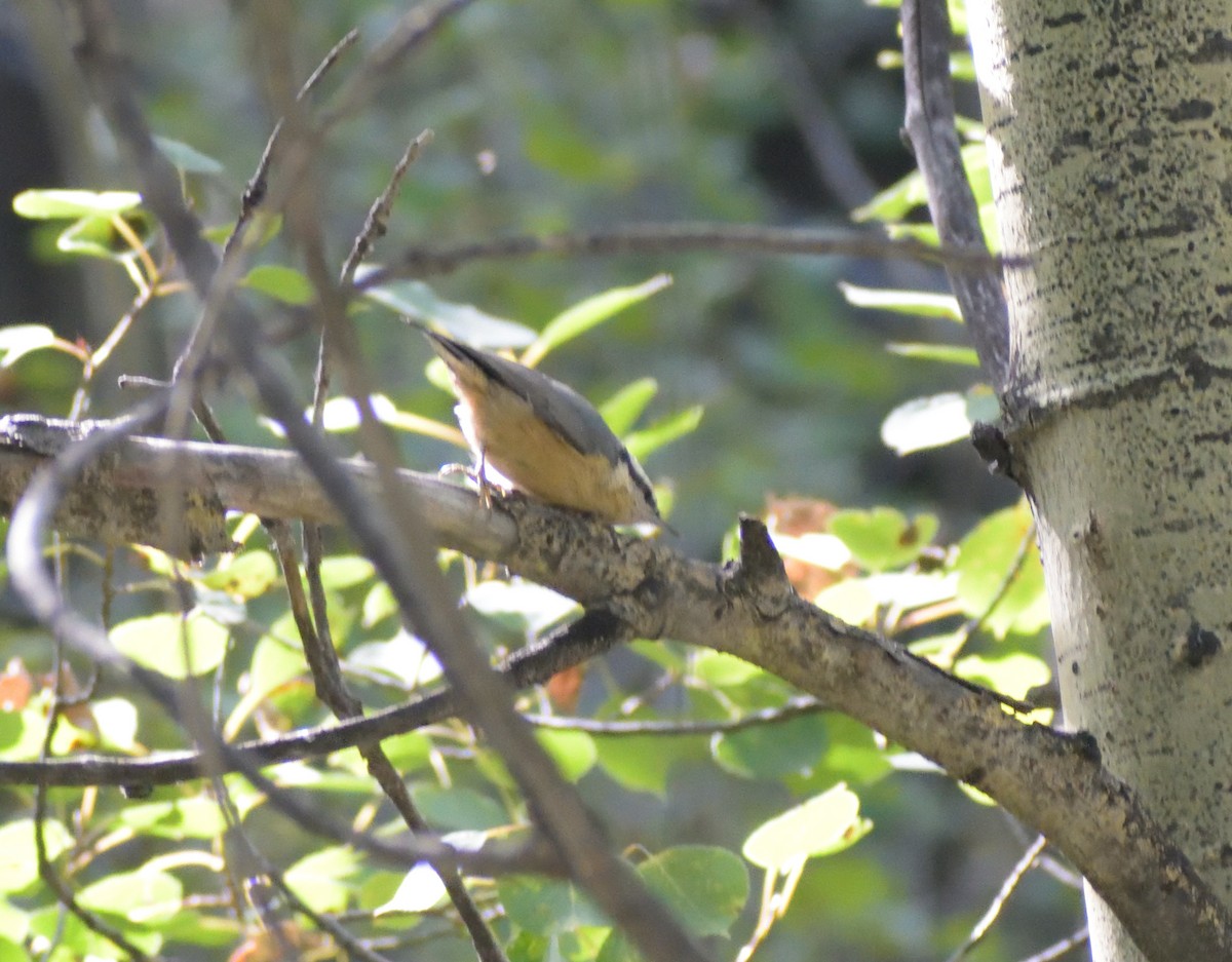 Red-breasted Nuthatch - ML609298979