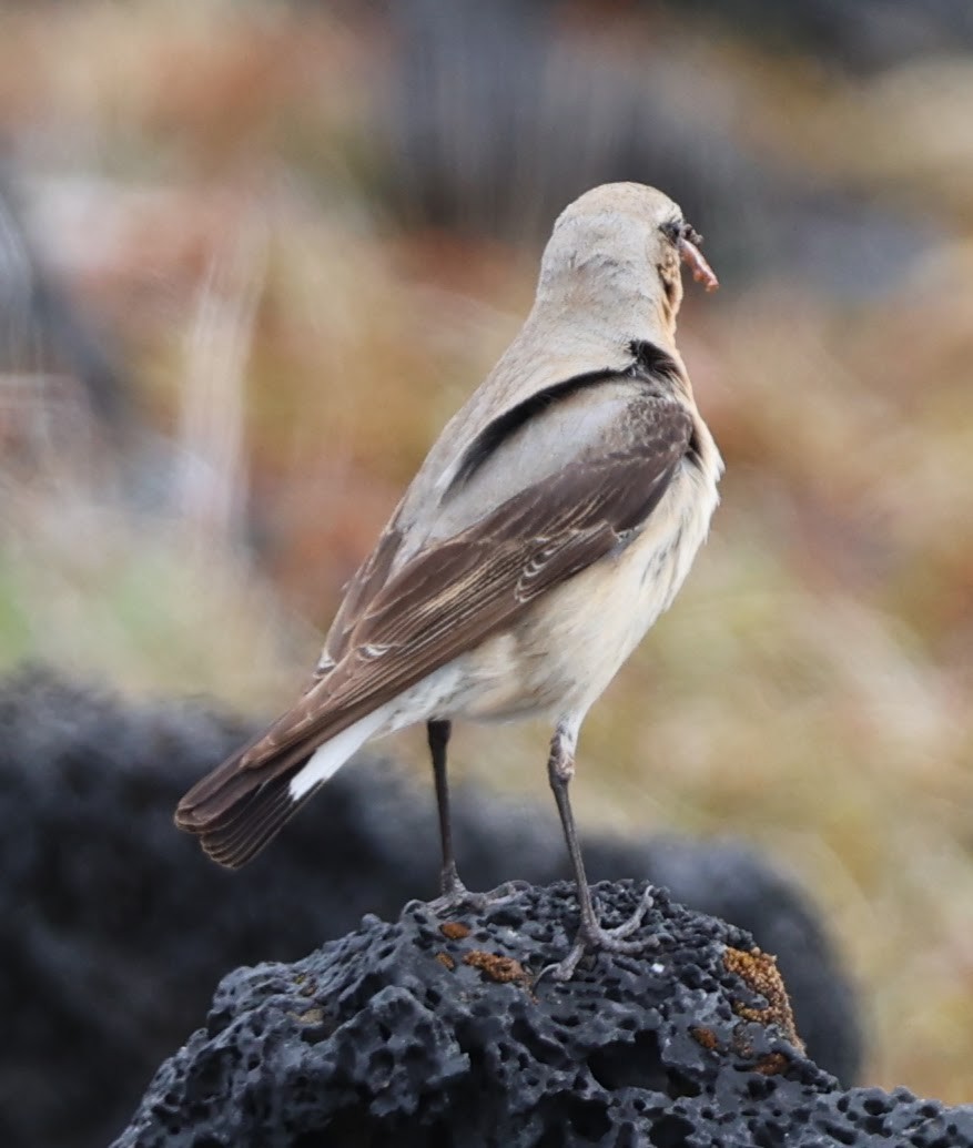 Northern Wheatear - ML609298981