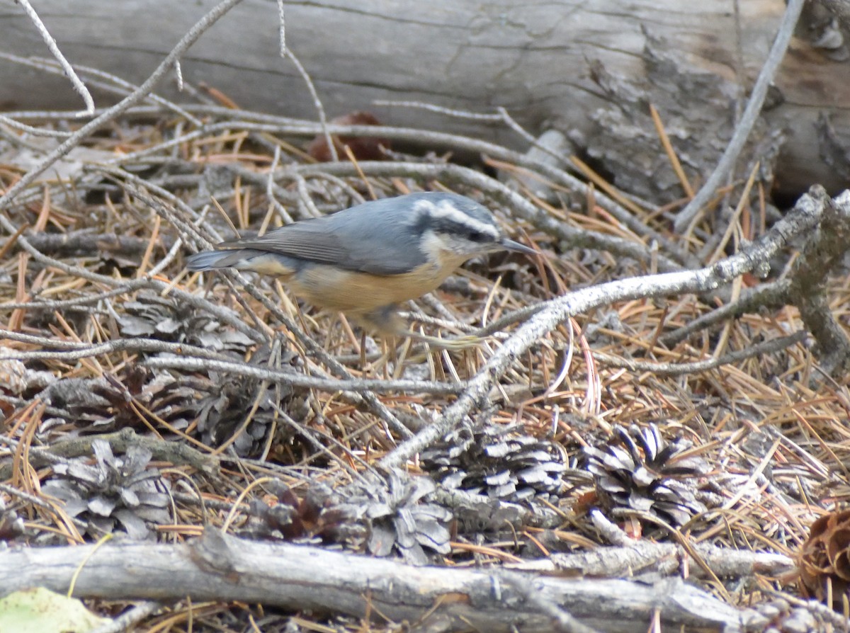 Red-breasted Nuthatch - ML609299075