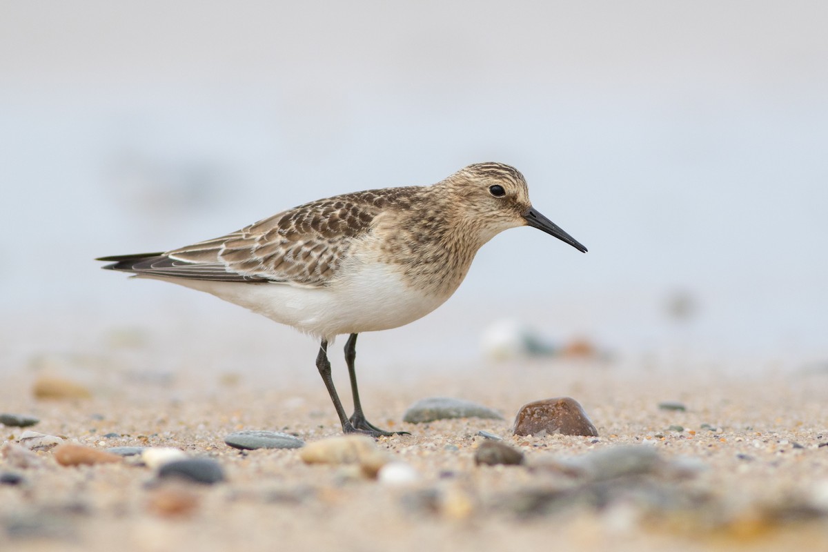 Baird's Sandpiper - ML609299103