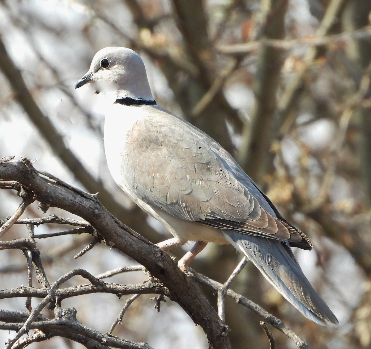 Ring-necked Dove - ML609299109