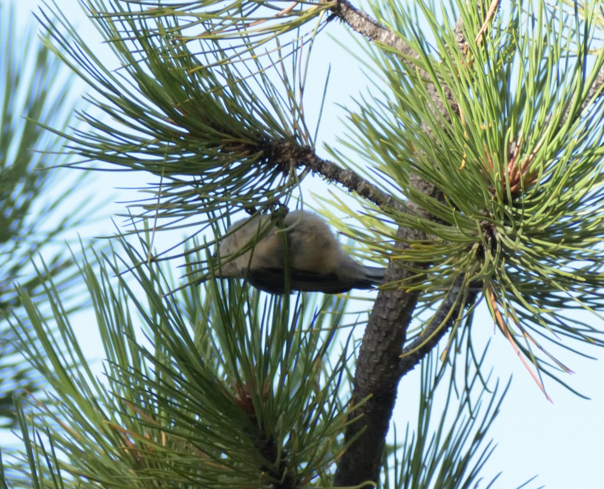 Pygmy Nuthatch - ML609299131