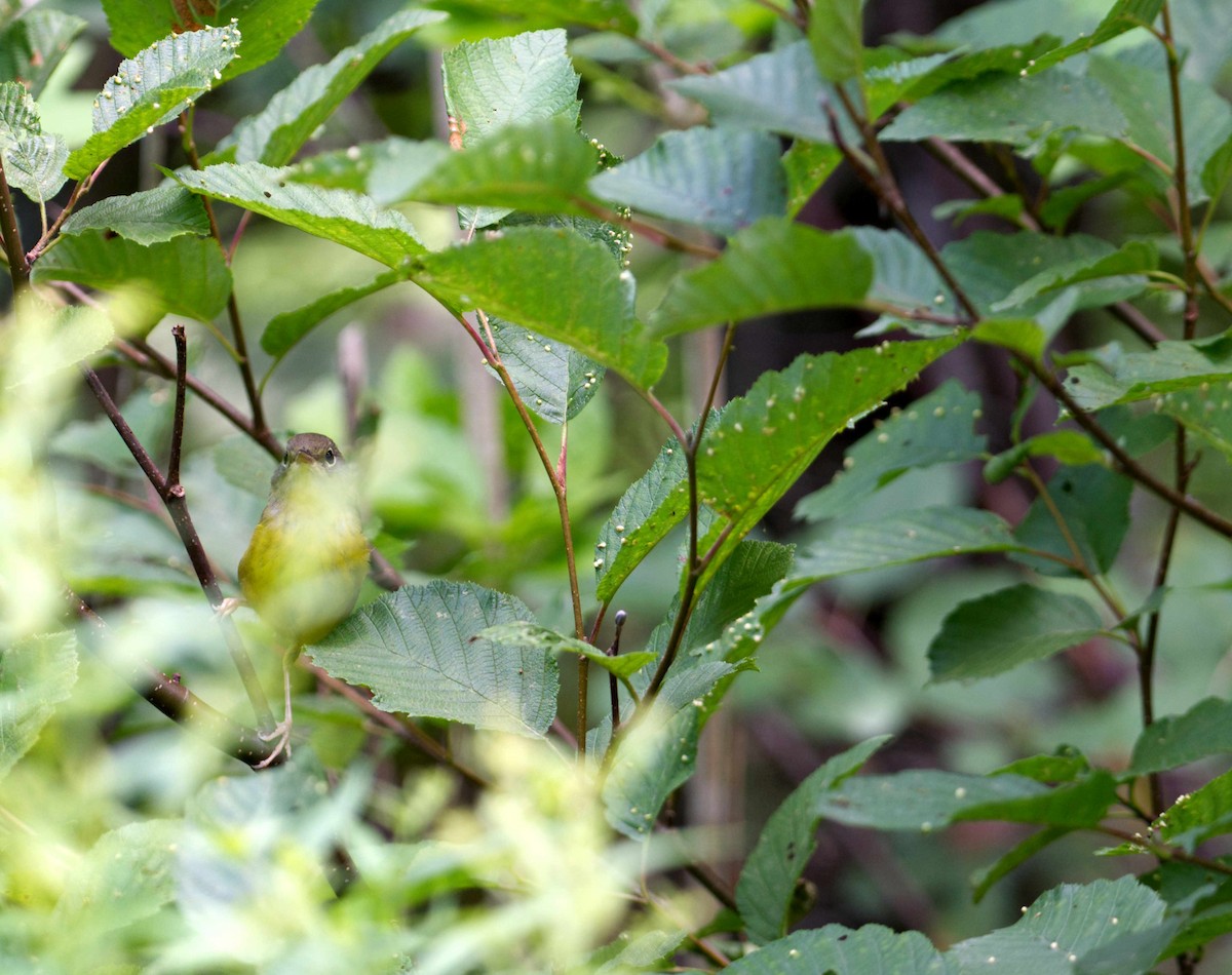 Mourning Warbler - ML609299140