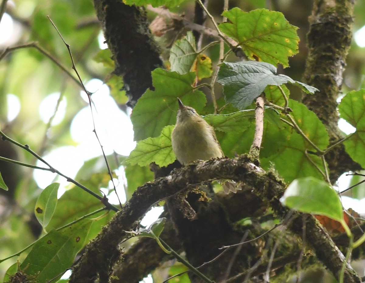 Lompobattang Leaf Warbler - Joshua Vandermeulen