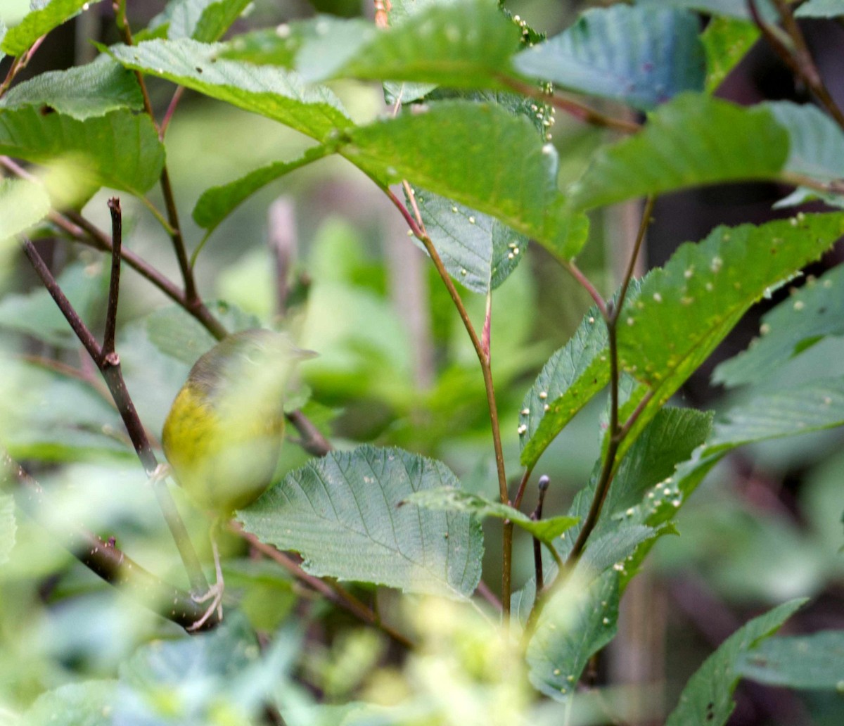 Mourning Warbler - ML609299155