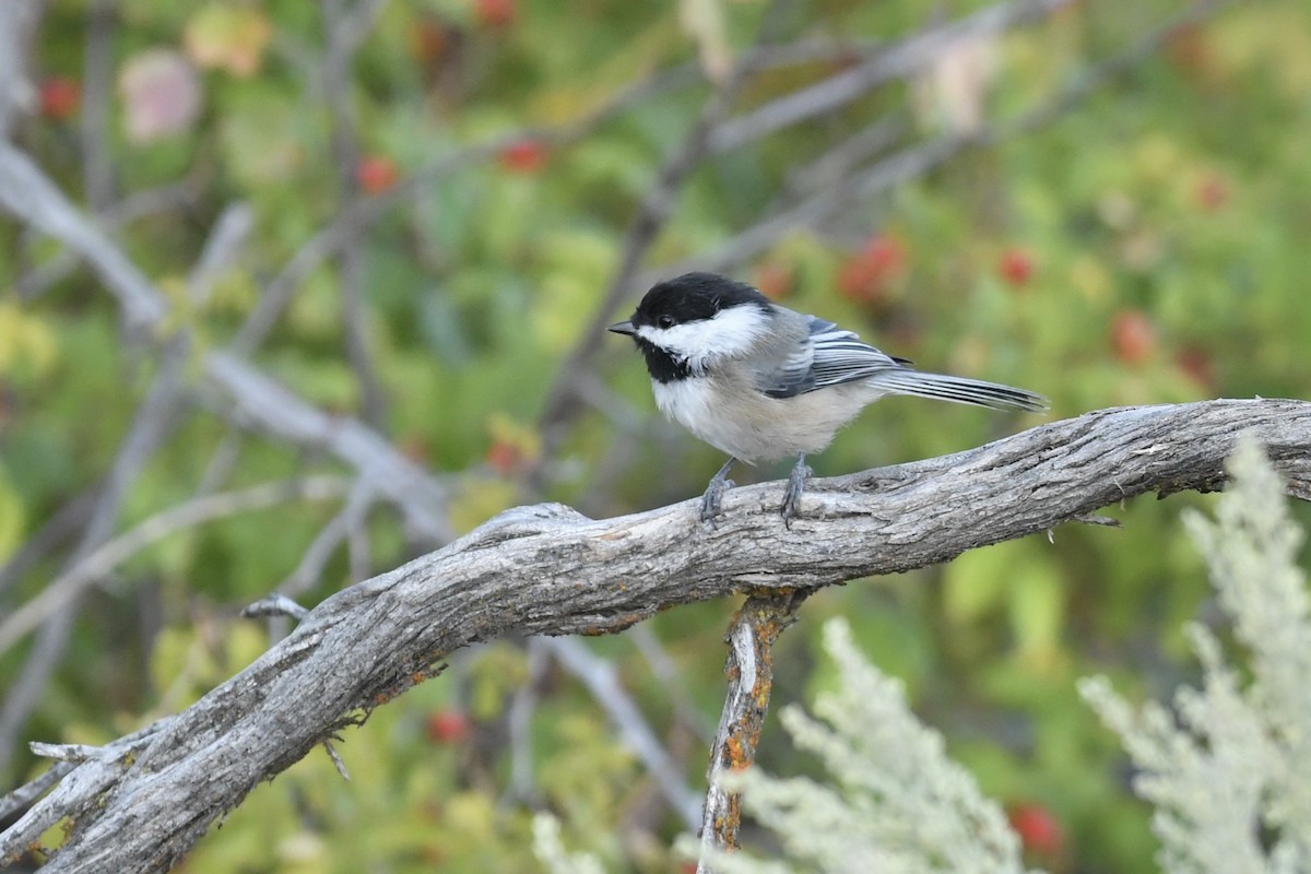 Black-capped Chickadee - ML609299180