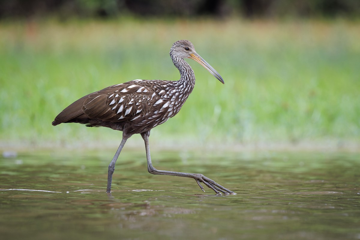 Limpkin - ML609299215