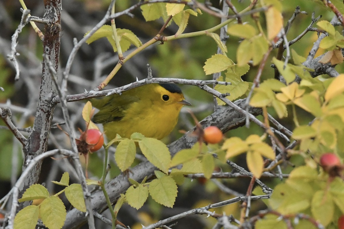 Wilson's Warbler - Kent Kleman