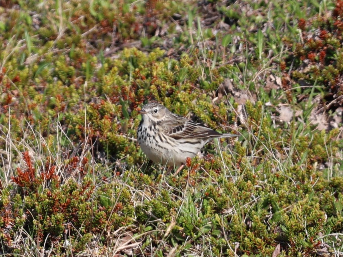 Meadow Pipit - ML609299245