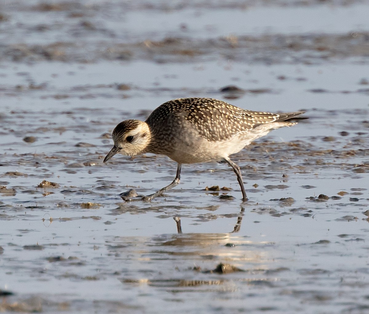 American Golden-Plover - ML609299257