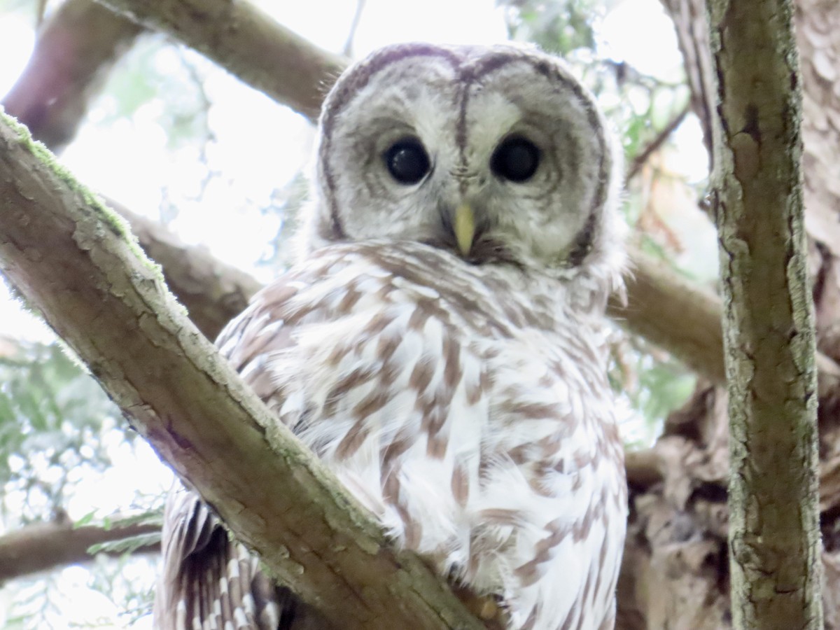 Barred Owl - ML609299455