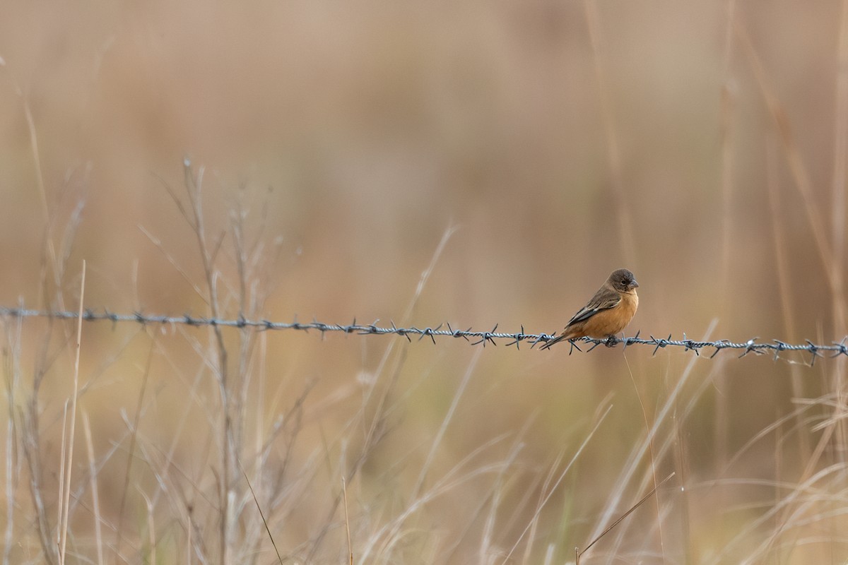 Tawny-bellied Seedeater - ML609299498
